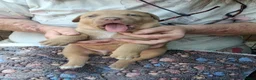 Rottweiler dogs for sale: 🐾 Unique & Gorgeous Shepweiler Mastiff Pups! 🐾 in Salisbury - Advert 9