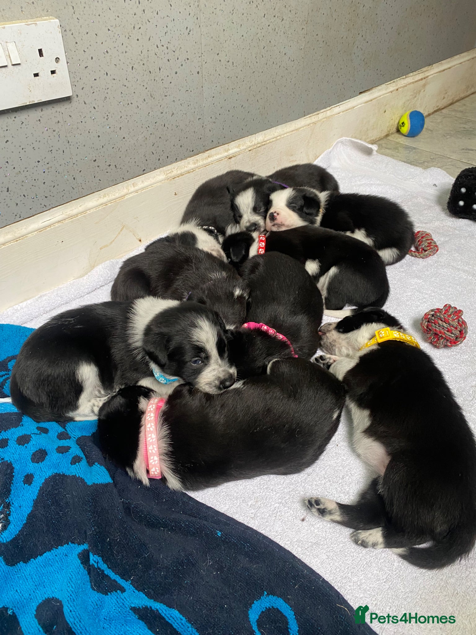 Mixed Breed dogs for sale: Border Collie Cross Pups ready for forever homes in Cairndow - Advert 29