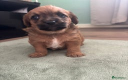 Mixed Breed dogs for sale: REDUCED ✨️Beautiful CockapooX READY TO GO NOW✨️ - Image 14