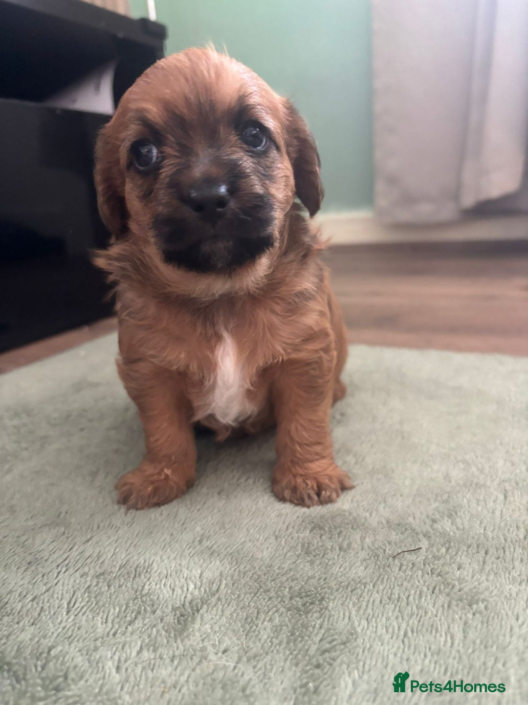 Mixed Breed dogs for sale: REDUCED ✨️Beautiful CockapooX READY TO GO NOW✨️ - Image 14