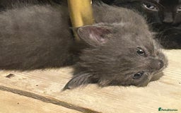 Mixed Breed cats for sale: Russian blue cross stunning kittens 10 weeks old  - Image 11