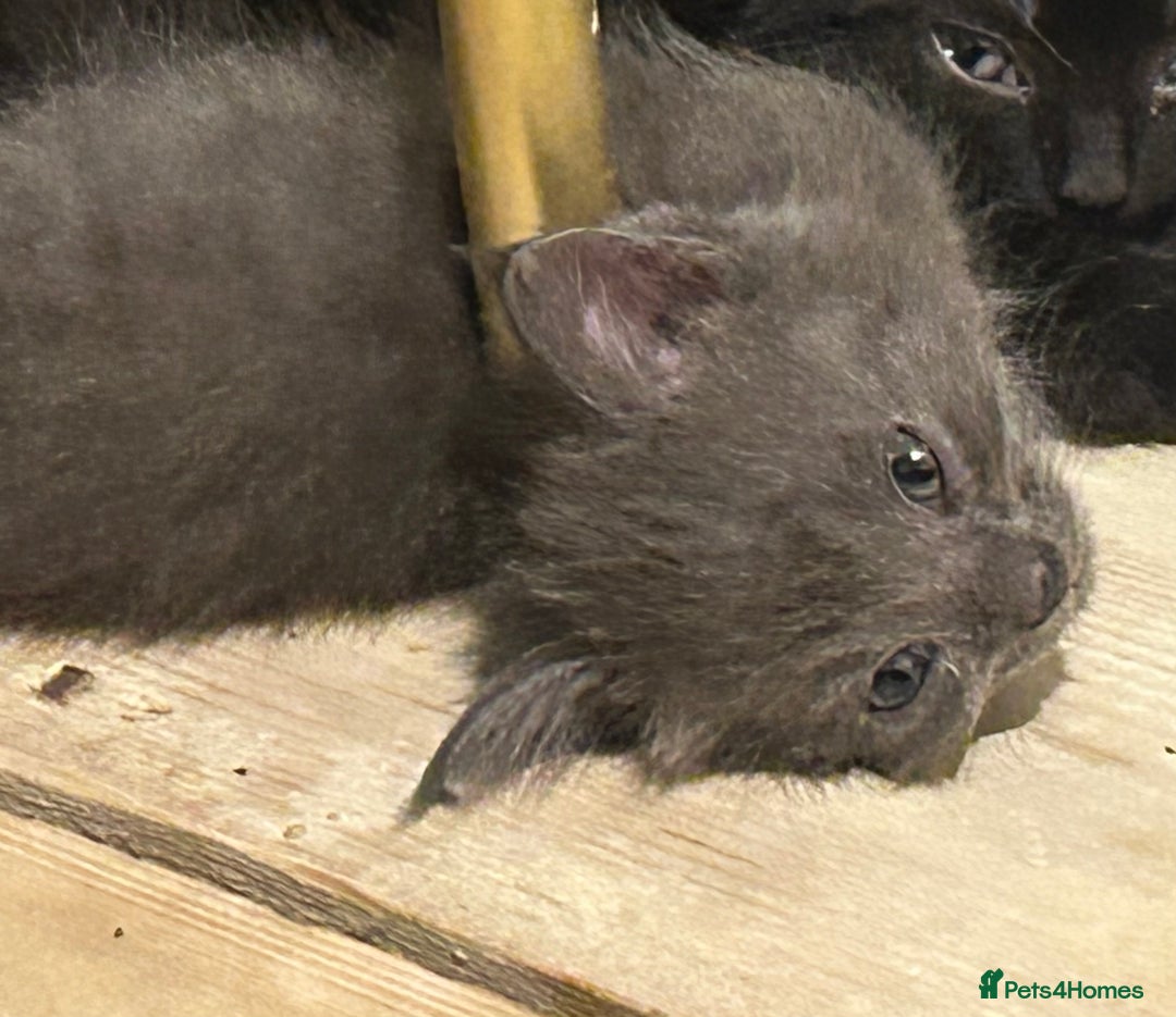 Mixed Breed cats for sale: Russian blue cross stunning kittens 10 weeks old  - Image 11