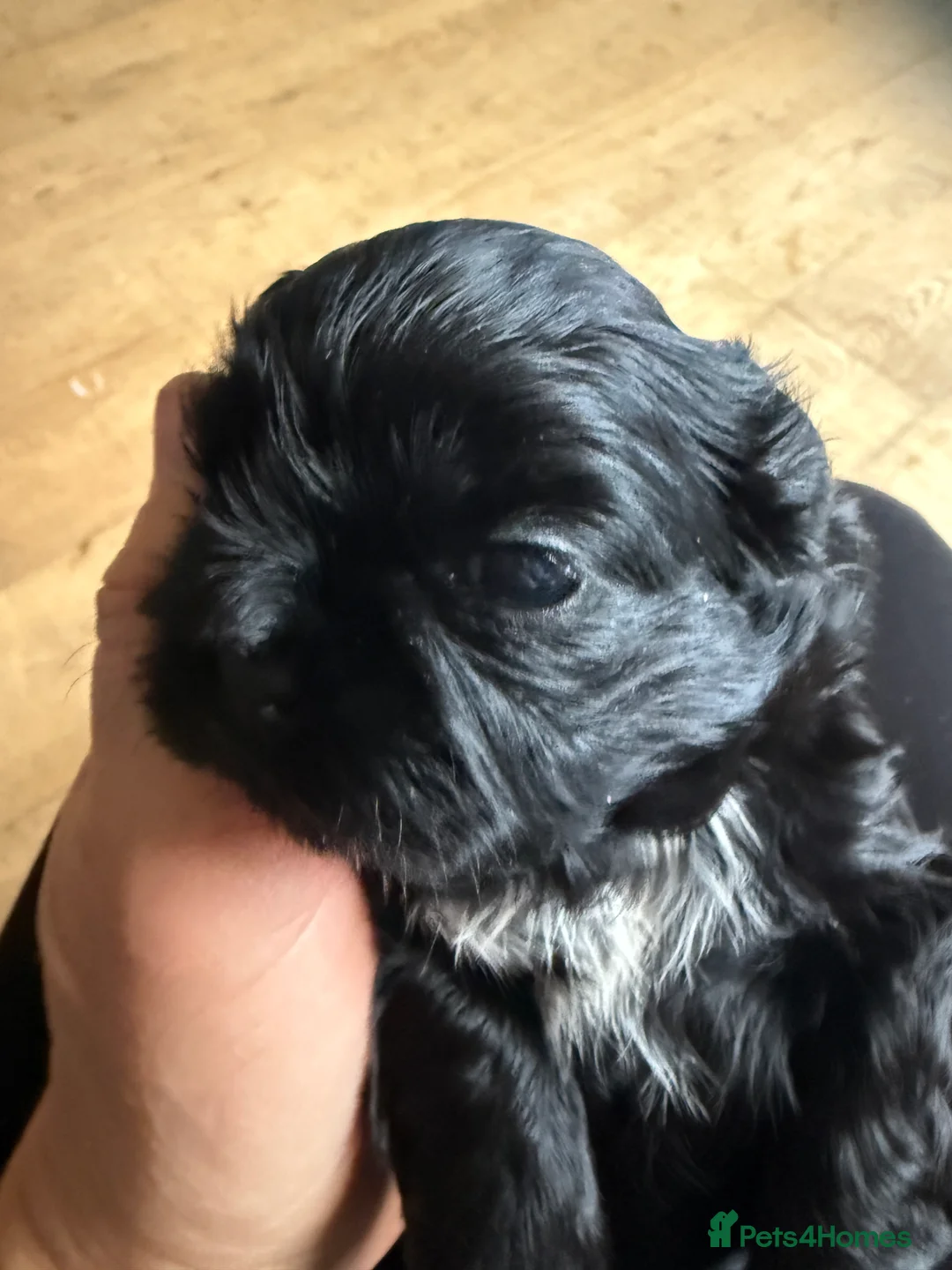 Shih Tzu dogs for sale: Shih Tzu Beauties, Imperial lines - Advert 18