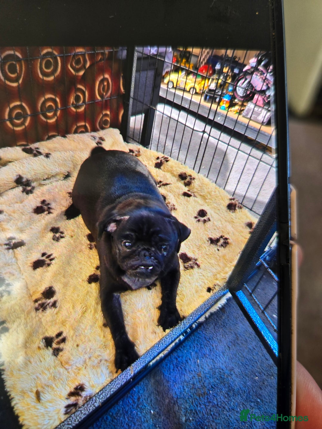 Pug dogs for sale: 1 female panda pug  - Image 9
