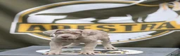 Mixed Breed dogs for sale: Lovely Merle puppy’s looking for his forever Home in Enfield - Advert 9