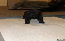 German Shepherd dogs for sale: 7 stunning kc reg working German shepherd pups - Image 13