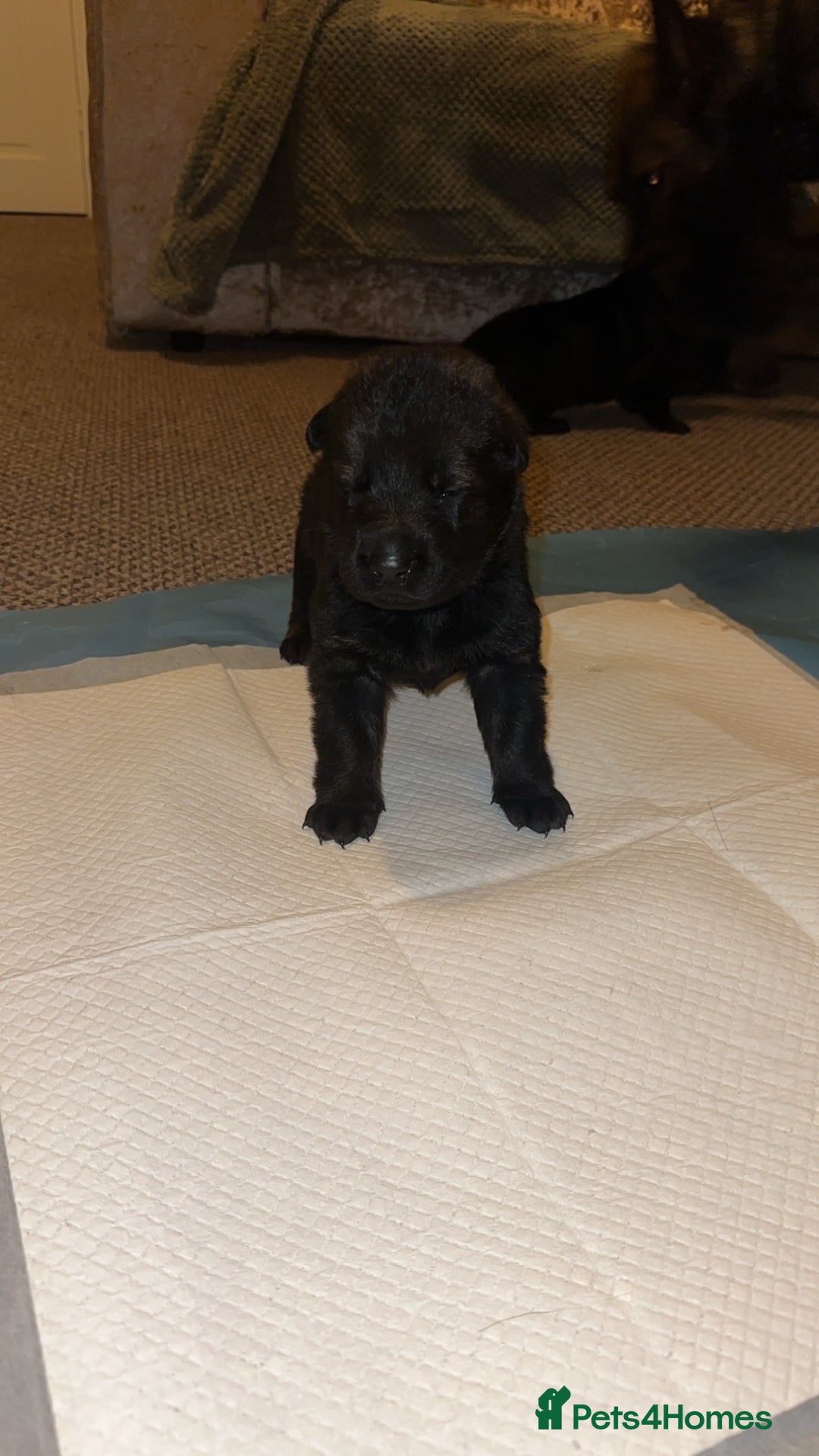 German Shepherd dogs for sale: 7 stunning kc reg working German shepherd pups - Image 13
