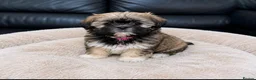 Shih Tzu dogs for sale: ✨ Stunning Teddy Bear Shih Tzu Puppies ✨ - Advert 5