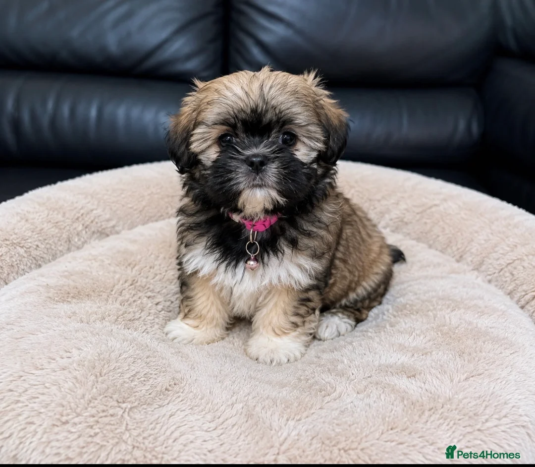 Shih Tzu dogs for sale: ✨ Stunning Teddy Bear Shih Tzu Puppies ✨ - Advert 5