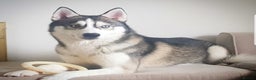 Siberian Husky dogs for stud: DANAMELI TITAN KING - Proven Health Tested Stud in Glasgow - Advert 19