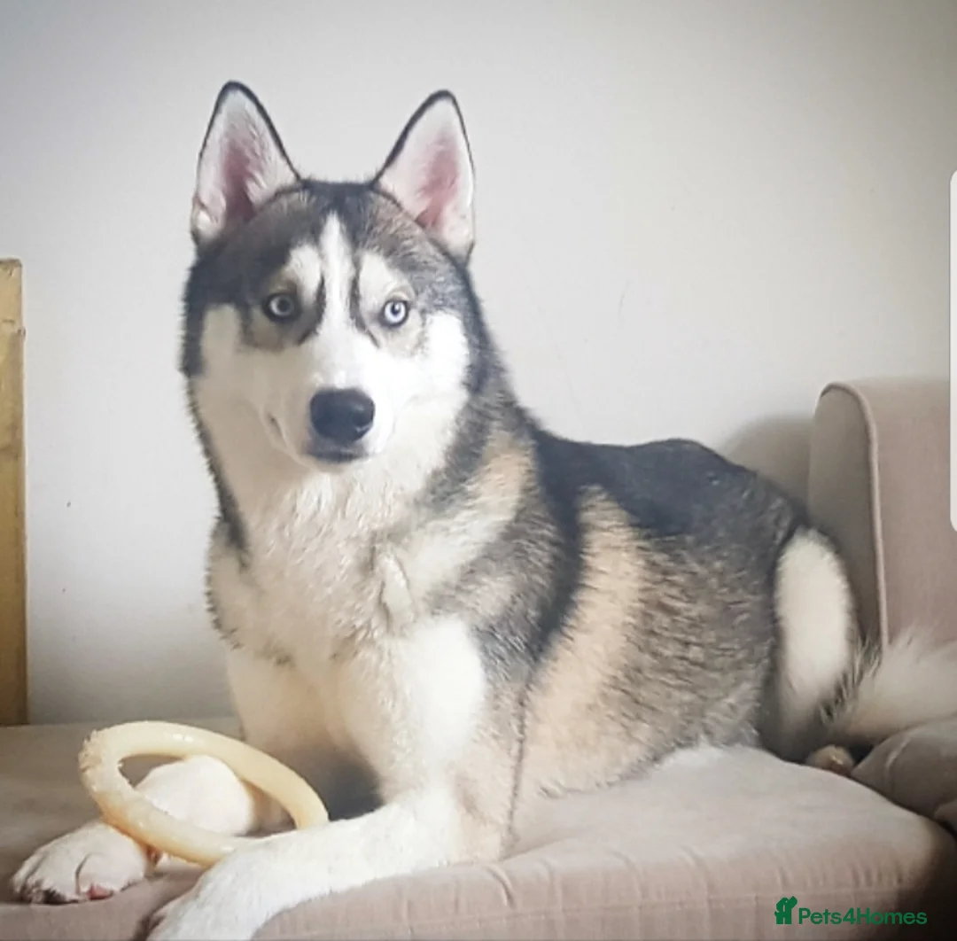 Siberian Husky dogs for stud: DANAMELI TITAN KING - Proven Health Tested Stud in Glasgow - Advert 19