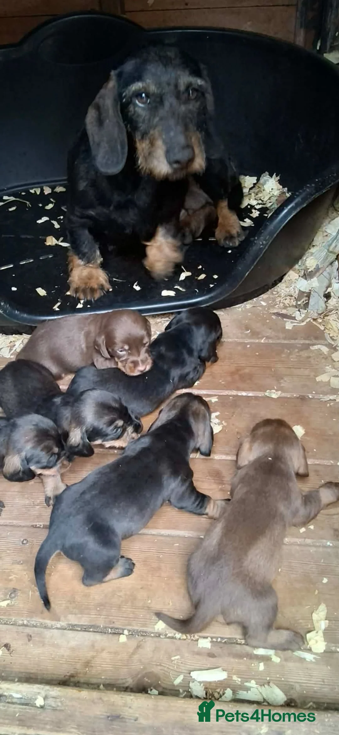 Dachshund dogs for sale: Wire haired dachshund puppies  - Advert 6