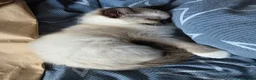 Ragdoll cats for sale: 2 GCCF REGISTERED SISTERS - Advert 5