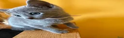 Russian Blue cats for sale: TICA REGISTERED Pure Breed Russian Blue Kittens - Advert 4