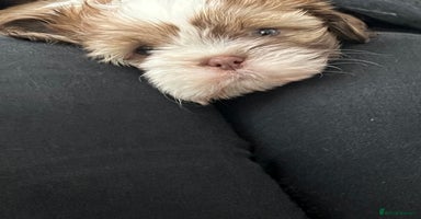 Shih Tzu dogs - Advert 3