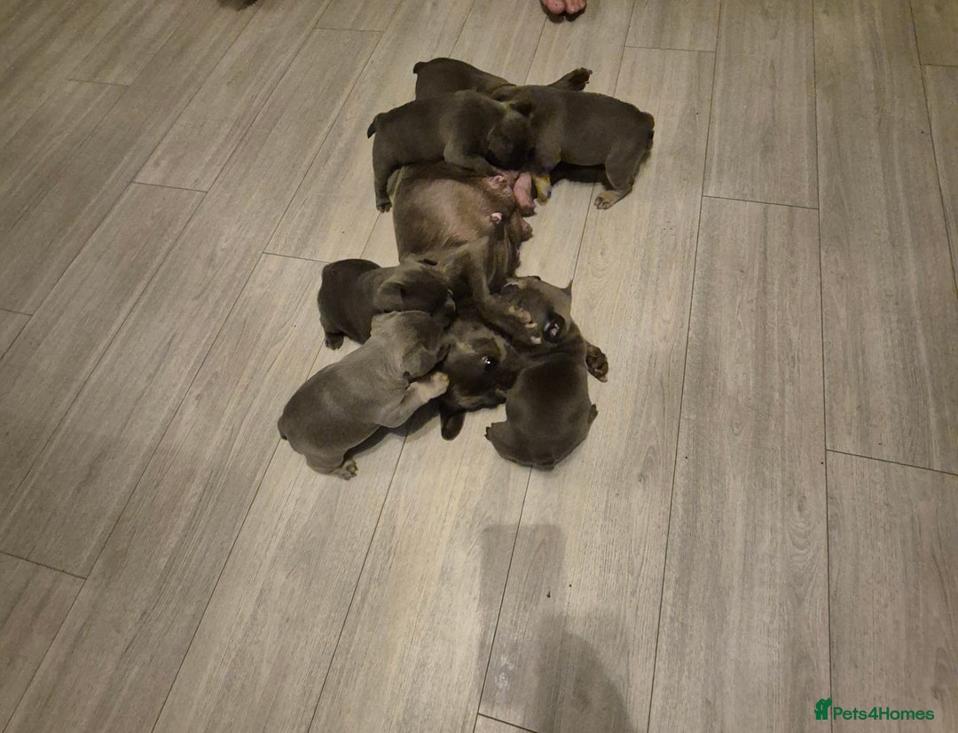 French Bulldog dogs for sale: Last of the litter  - Image 1