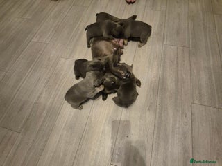 French Bulldog dogs - Advert 1