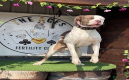 Cane Corso dogs for stud: Blue eye cane corso - Image 1