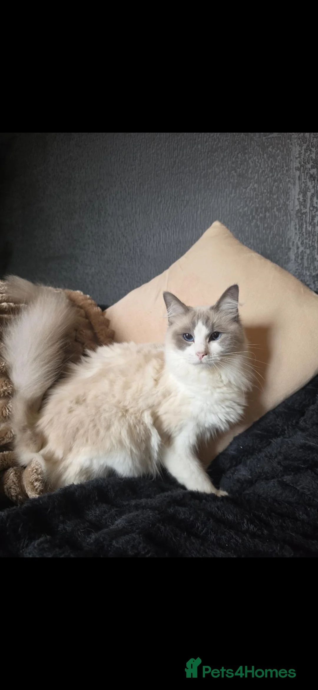 Ragdoll cats for sale: Beautiful Blue Ragdoll Kittens 2 Boys & 3 Girls - Advert 2