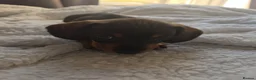 Miniature Dachshund dogs for sale: KC Miniature Dachshunds ready for forever homes - Advert 15