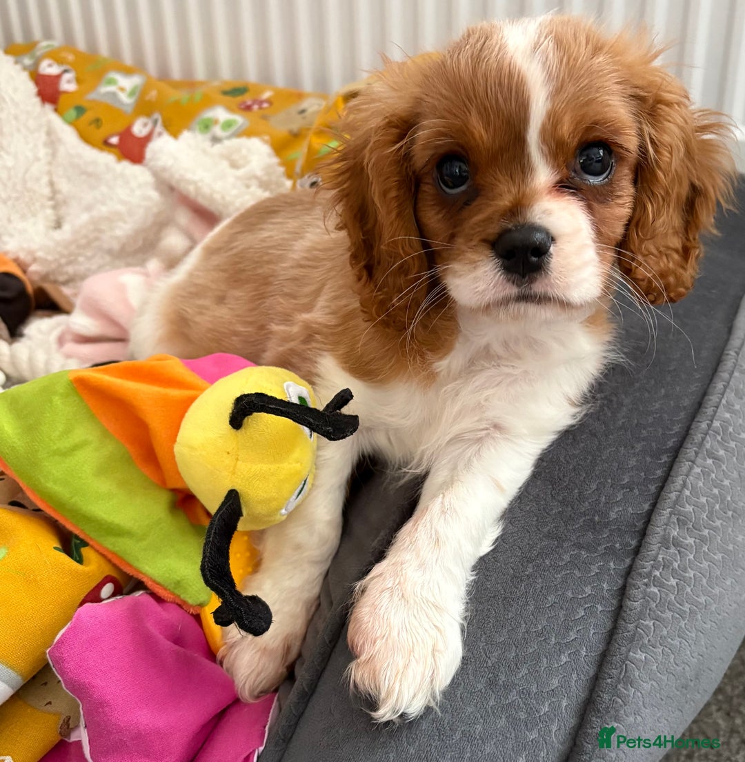 Cavalier King Charles Spaniel dogs for sale: Beautiful little boy Cavalier King Charles  - Advert 17