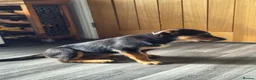 Rottweiler dogs for sale: Beautiful Rottie puppies  - Advert 3