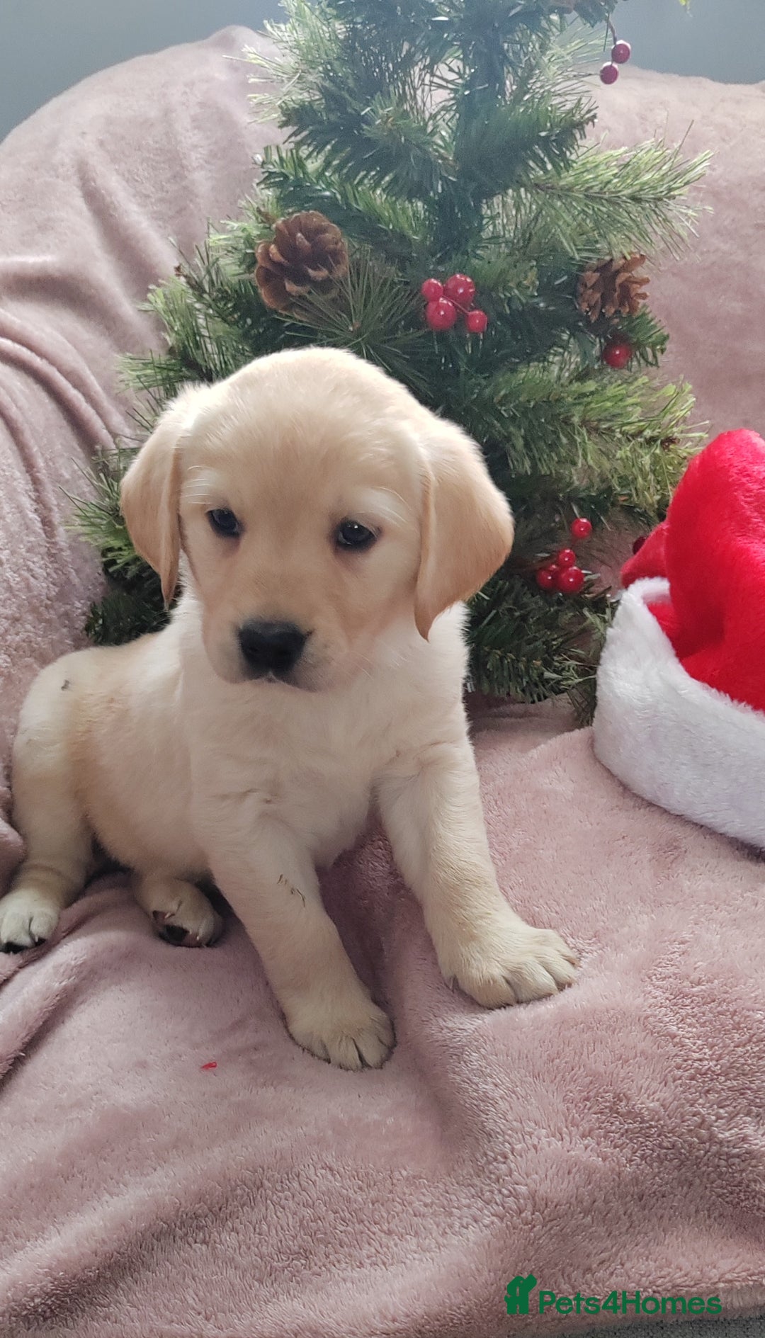 Goldador dogs for sale: Gorgeous Goldador puppies - Advert 9