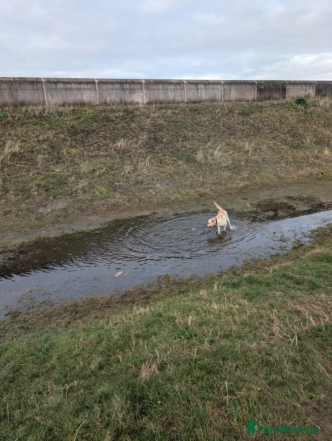 Labrador Retriever dogs for sale: 13 month old female Labrador for rehoming  - Advert 6