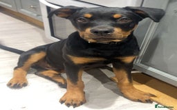 Rottweiler dogs for sale: Rottweiler - Image 8