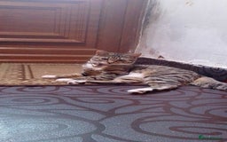 Bengal cats for sale: English tabby X Bengal  - Image 2