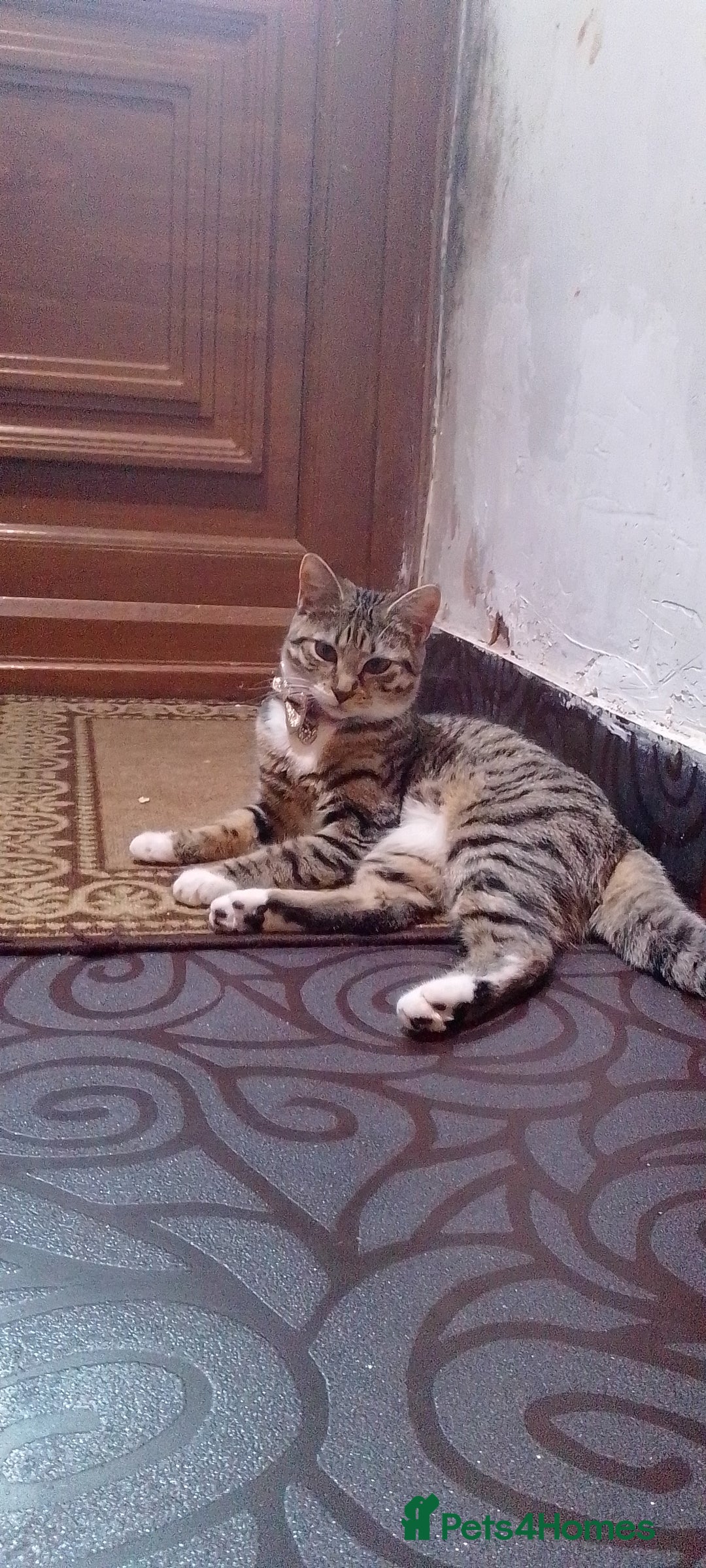 Bengal cats for sale: English tabby X Bengal  - Image 2