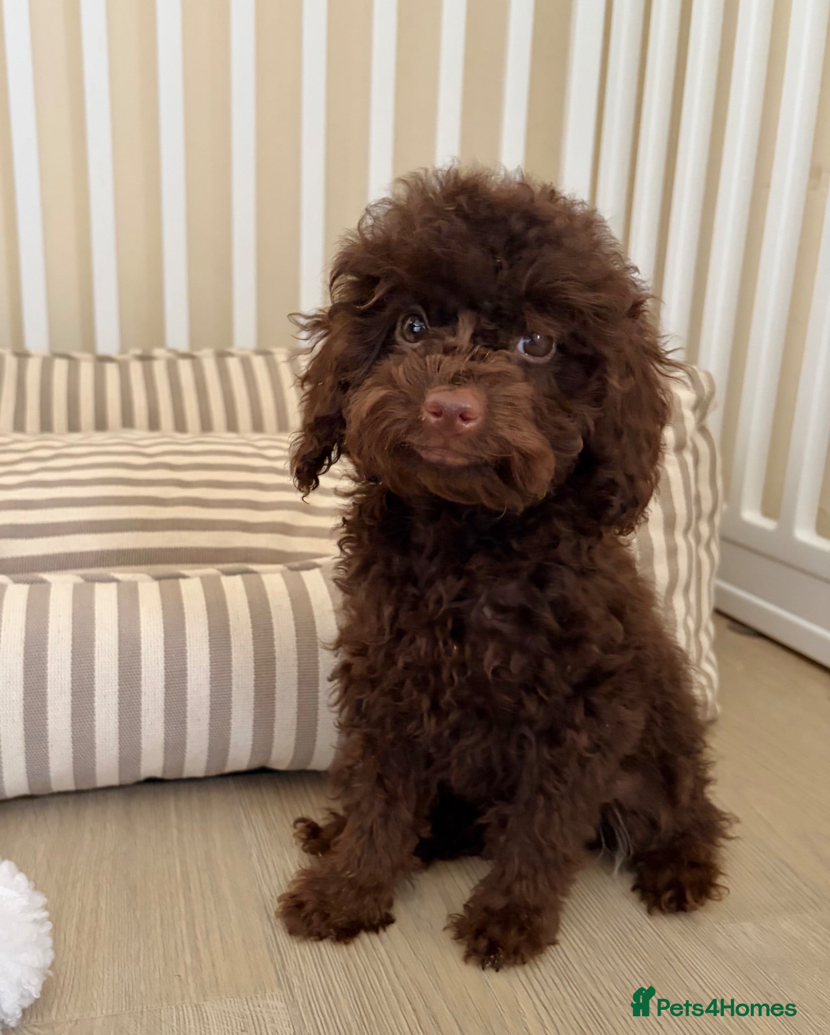 Cockapoo dogs Health tested cockapoo puppies  - Advert 2