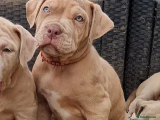 Mastiff dogs Last mastiff boy available - Advert 2