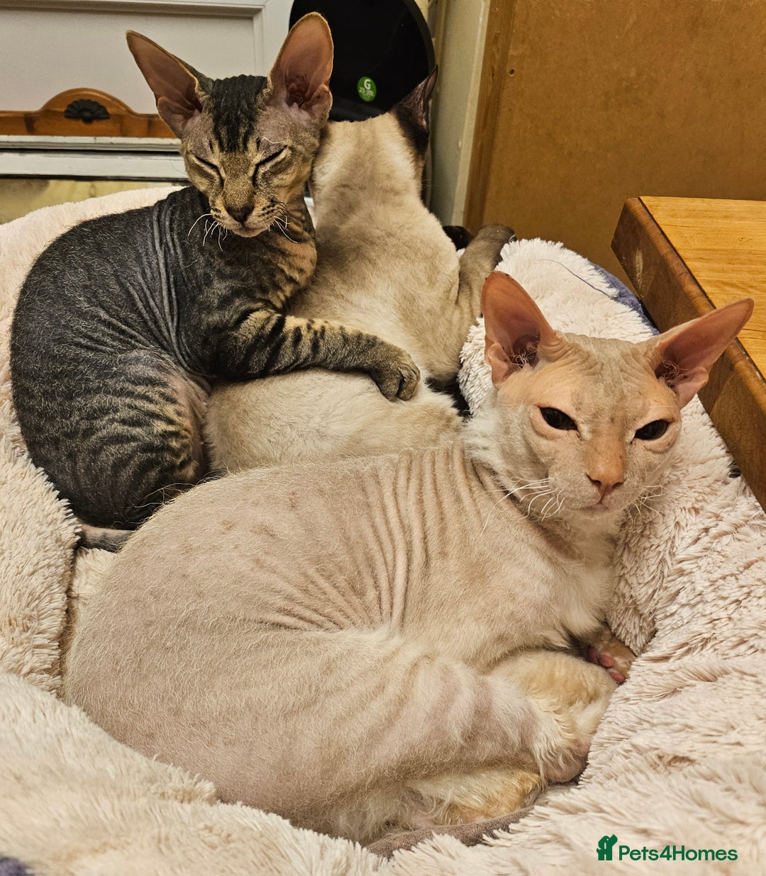 Siamese cats for sale: Beautiful Siamese x sphynx x kittens in Salisbury - Image 27
