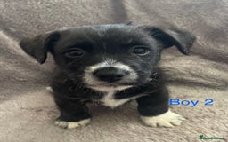 Mixed Breed dogs for sale: Jack Russell x westie  - Image 9