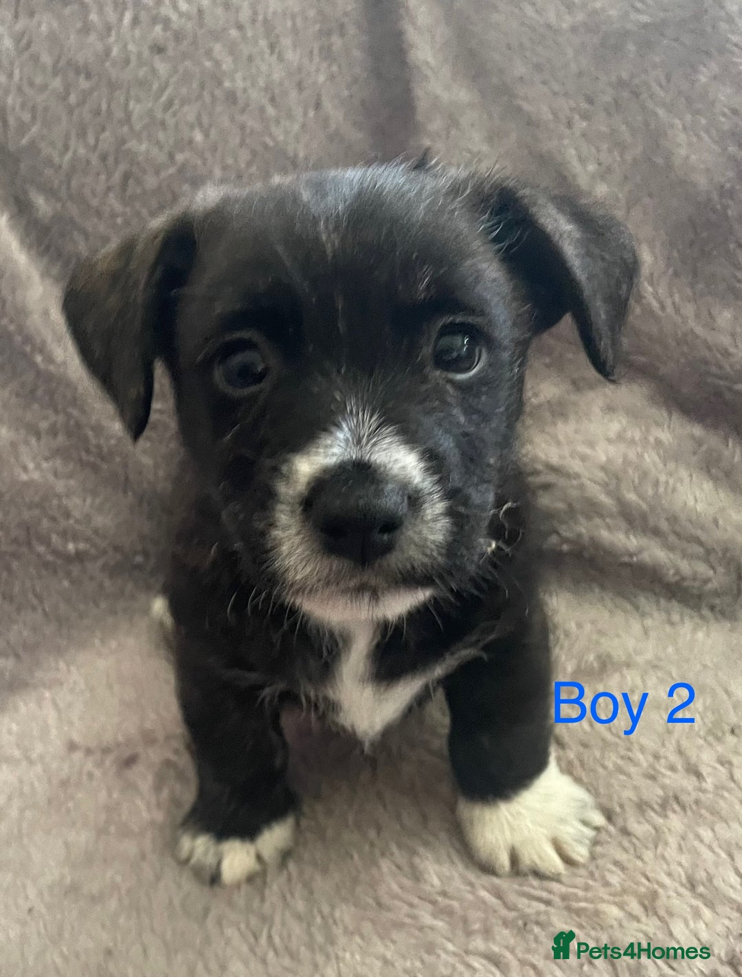 Mixed Breed dogs for sale: Jack Russell x westie  - Image 9