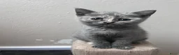 British Shorthair cats for sale: Beautiful Pedigree GCCF Registered - Ready Soon!!  - Advert 3