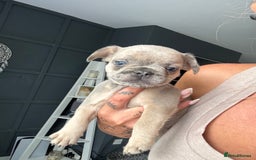 French Bulldog dogs for sale: French bulldogs 4 male 1 female(fluffy mum)  - Image 4