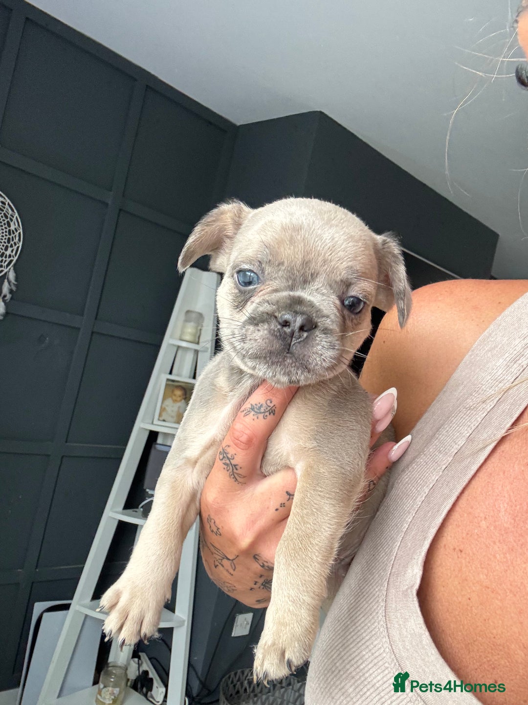 French Bulldog dogs for sale: French bulldogs 4 male 1 female(fluffy mum)  - Image 4