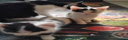 Mixed Breed cats for sale: Kittens in Bournemouth  in Bournemouth - Advert 10