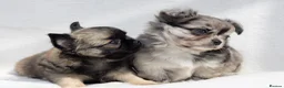 Chihuahua dogs for stud: FULLY HEALTH TESTED STUD - Advert 25