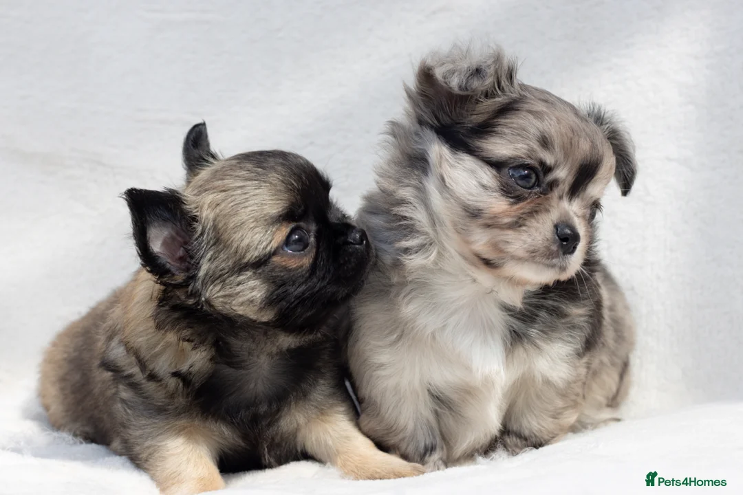 Chihuahua dogs for stud: KC THAI/RUSSIAN HEALTH TESTED STUD - Advert 25