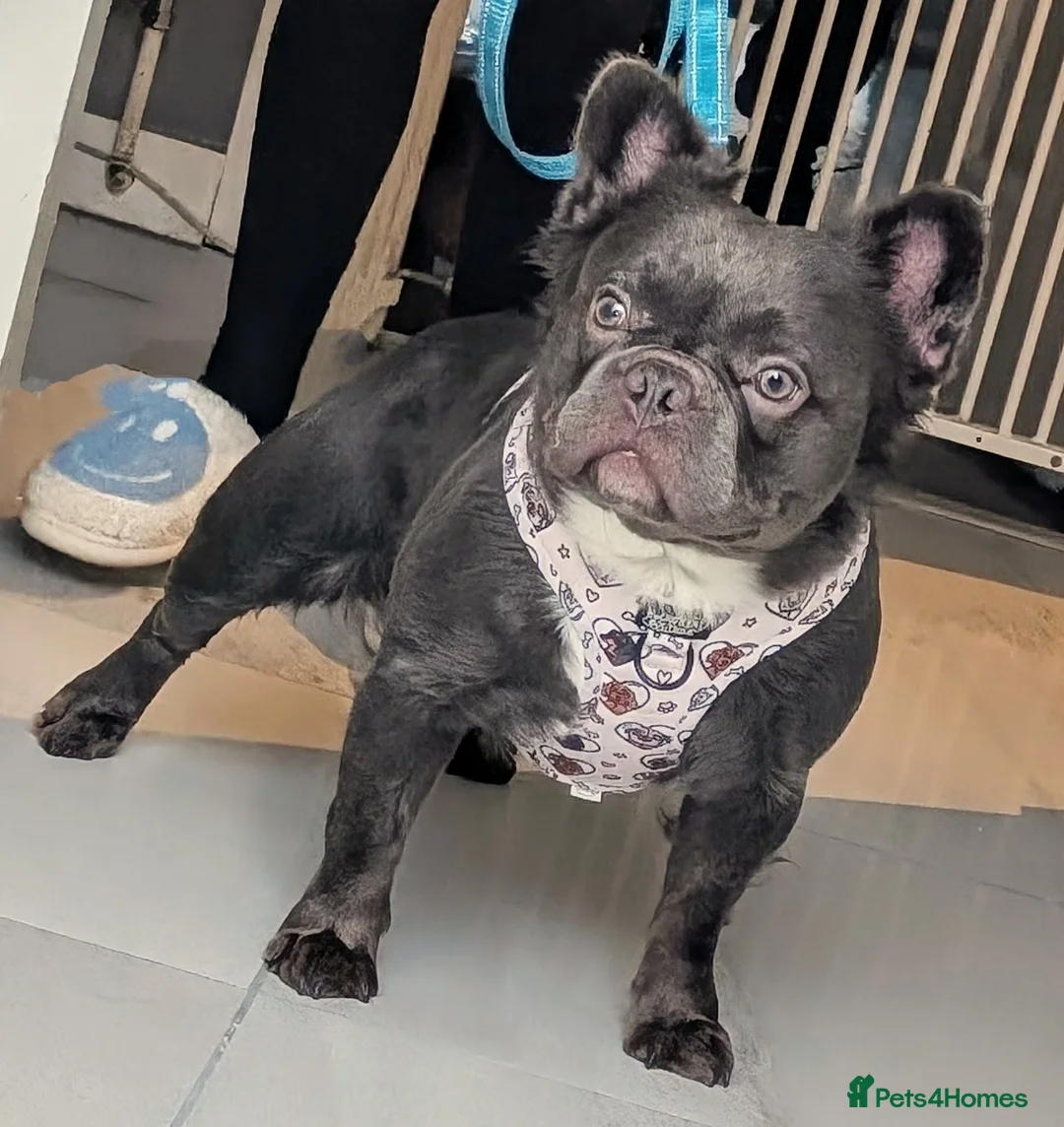 French Bulldog dogs for stud: Rfg tested aa lilac quad fluffy carrying testable in Sheffield - Advert 5