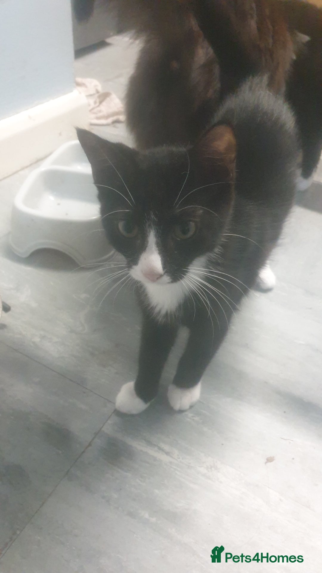 Domestic Shorthair cats for sale: Domestic kittens for sale - Advert 14