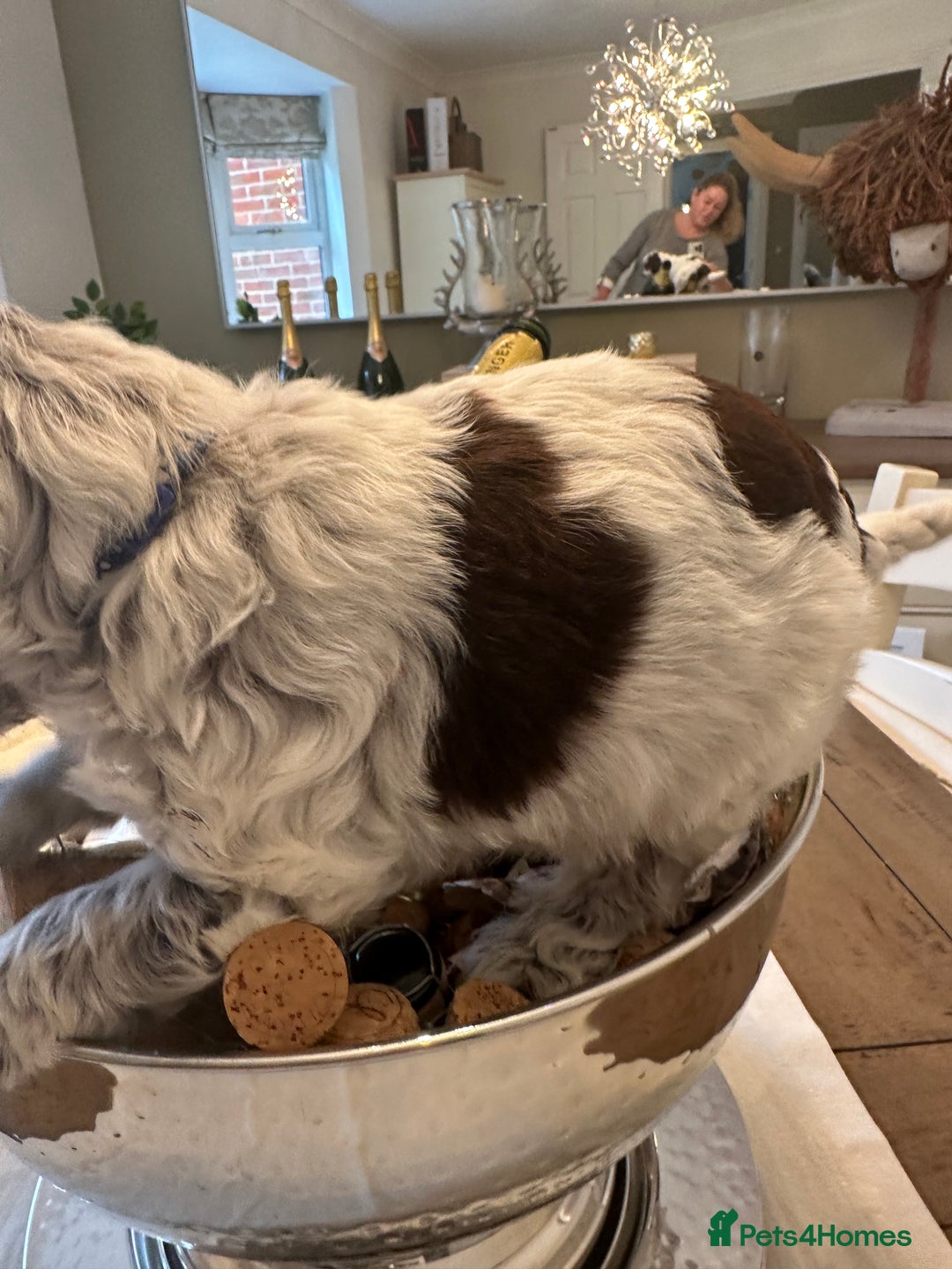 Cockapoo dogs for sale: Cockapoo puppies. Fully DNA tested.  - Image 18