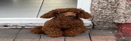 Poochon dogs for sale: F1 Poochon Puppies READY TO LEAVE *reduced* - Advert 24