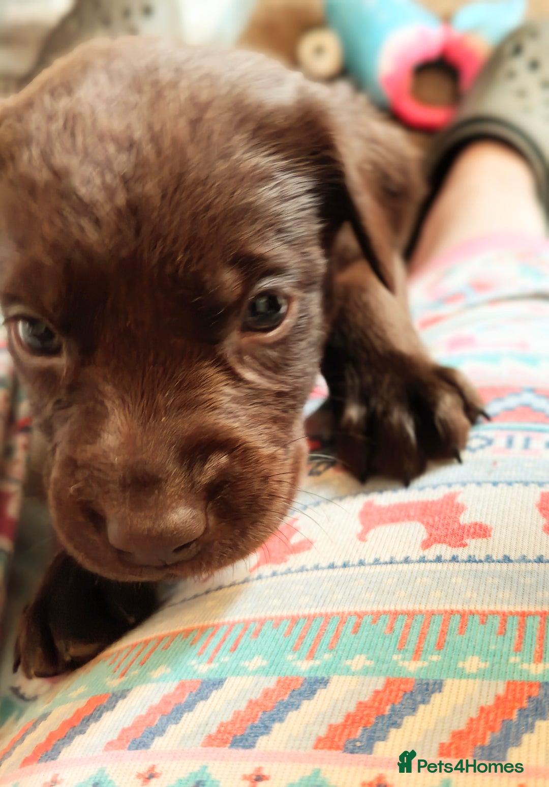 Labrador Retriever dogs for sale: Quality KC reg labs (Rare blue eyes!) - Advert 26