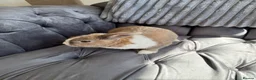 Mixed Breed rabbits for sale: Rabbit  in Blakeney - Advert 3