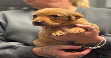 Labrador Retriever dogs Kc registered red labs  - Advert 16