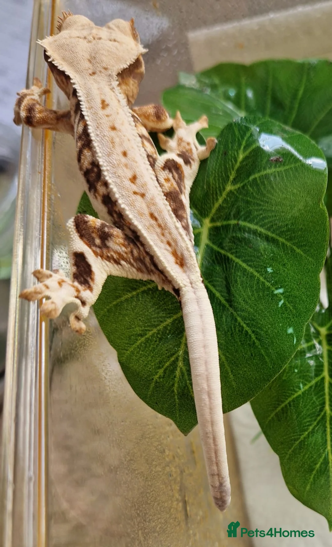 Gecko reptiles for sale: Sub adult crested geckos - Advert 4
